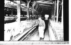 Large poultry building with cages of chickens and a man checking on the chickens at Anne Cherney's chicken ranch on Burnside Road