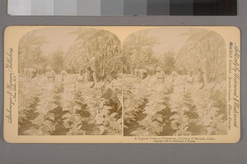 A Typical Tobacco Plantation, Province of Havana, Cuba