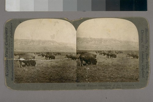 Earliest Inhabitants of the Prairies--A Herd of Bison