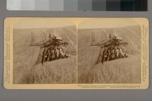 Modern American Harvesting in the Great Western Wheat Fields--Combined Harvester, Cutting, Threshing and Sacking--Walla Walla, Washington