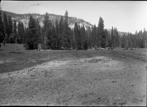 Meadow studies, Grazing near creek. Sand and dirt cattle wallow area. Fig. 142 Armstrong Report
