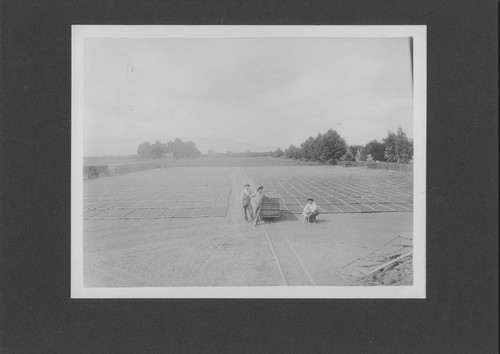 Drying prunes at the G.S. Rawlings Farm