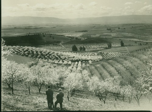 Santa Clara Valley Blossom Time