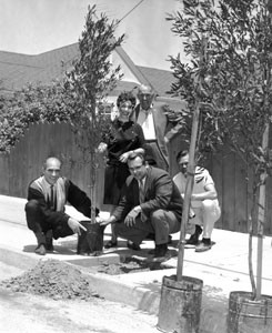 Planting new curbside tree