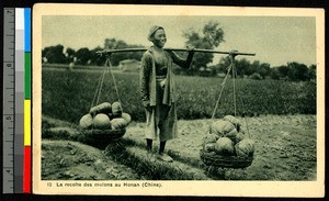 Bringing in the harvest, China, ca.1920-1940