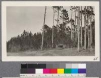 Monterey Pines. Pacific Grove, California, January 1922