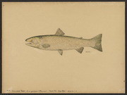 Steelhead trout (Salmo gairdneri Richardson)