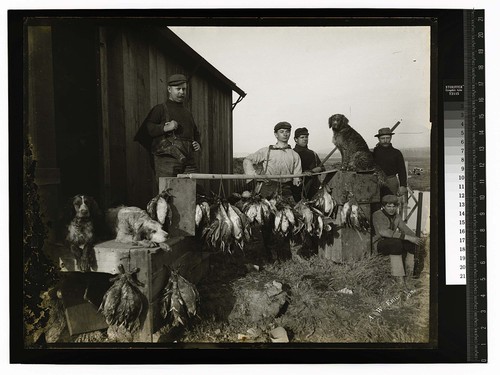 [Hunters and dogs with a large catch of fowl]