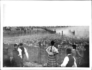 Jackrabbits entering corral in a rabbit drive, ca.1892-1900
