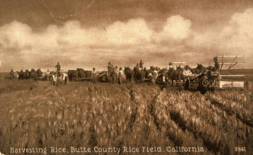 Havesting rice, Butte County