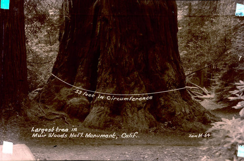 Redwood tree with measurements, Muir Woods, circa 1935 [postcard negative]