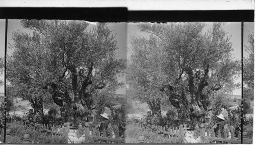 Old Olive Tree in Garden of Gethsemane, Jerusalem, Palestine