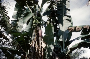 Banana palm with fruit and flower, Cameroon, 1953-1968