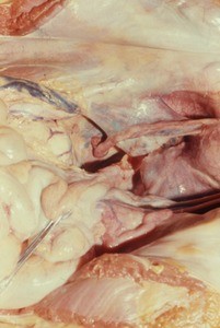 Natural color photograph of dissection of the lower abdominal and pelvic cavity, anterior view, showing the pelvic viscera and mesentery
