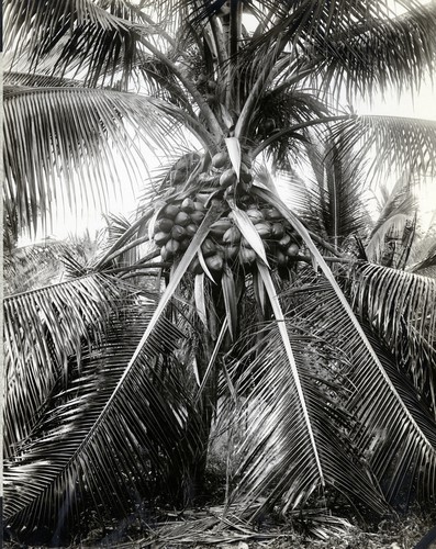 693. Jamaica: young coconut tree