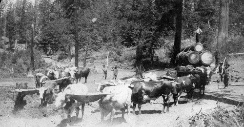 Oxen Pulling Load of Logs