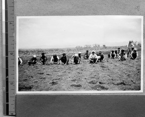 Agricultural extension work of Harwood Bible Training School, Fenyang, Shanxi, China, 1937