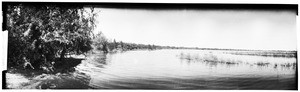 Panoramic view of trees along the side of a river in the Imperial Valley, ca.1904