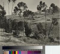Malaga Cove, view of hillside homes, Palos Verdes Estates