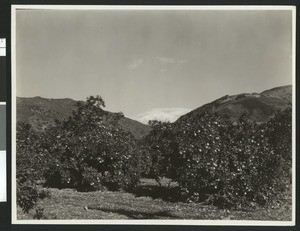 View of orange trees (in an orchard?) near the foot of mountains