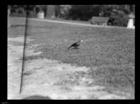 Bird on the ground in Westlake Park, Los Angeles