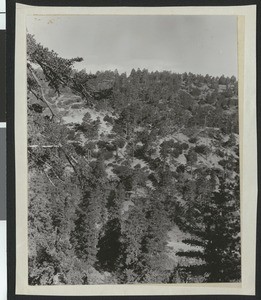 Cluster of trees in unidentified mountainous terrain, showing an arid clearing at center