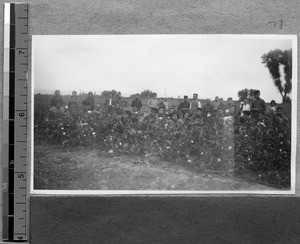 Cotton farming at Harwood Bible Training School, Fenyang, Shanxi, China, ca.1936-37