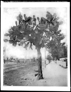 Large cactus in front of the Round House on Main Street, Los Angeles, ca.1885