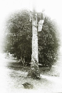 Man Climbing Palm, Calabar, Nigeria, ca. 1900-1920