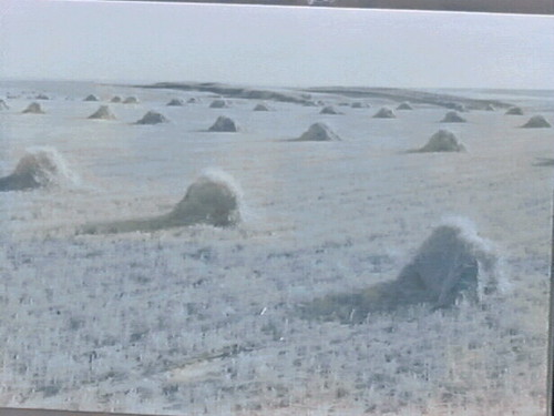 Wheat, S. Dakota & Landscape