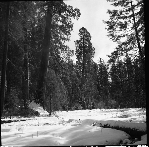 Giant Sequoias, Trees in Grant Grove. Giant Sequoia Winter Scenes
