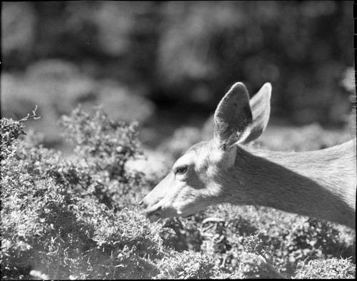 Deer, close-up of Mule Deer browsing Ceanothus