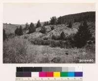 A. marks ranch, Loma Prieta Road. Repeat of # 239889 of 3-20-29. Note subsequent development of Douglas fir