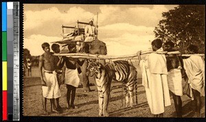 Men carrying a tiger, observed by a man riding an elephant, India, ca.1920-1940