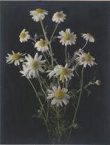 White Wildflower - Daisy Family