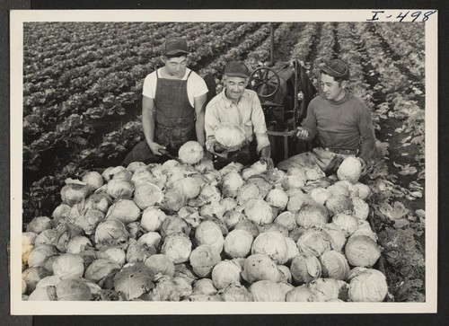 (From left to right): George Shoji, Joseph Sakamoto, and George Ike are shown examining a wagonload of cabbage. The three