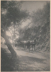 [Two-horse carriage with passenger on Santa Barbara County country road]