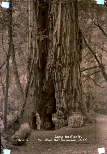 Redwood tree in Muir Woods, circa 1935 [postcard negative]