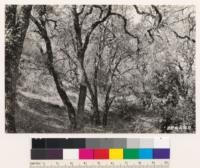 Interior views of black oak woodland type shown in No. 286536. Associates : Umbellularia californica, Prunus emarginata, Rhus diversiloba, Sambucus glauca, Aesculus californica, Symphoricarpos albus, madrone and shield fern