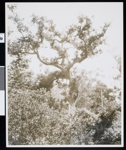 Cathedral Oak on the east bank Arroyo Seco and west side of Arroyo Seco Drive, one-hundred yards south of Hermosa, July 1938