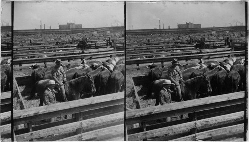 Close up of Pens at Union Stock Yard and Transit Co., Chicago, Ill. Live Stock Commission Agent on Horseback