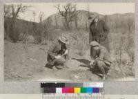 France, Elliott and Landis of San Diego County inspecting yellow pine and coulter pine transplants set out on fire area in Pine Valley, Spring 1926. Metcalf. February, 1926