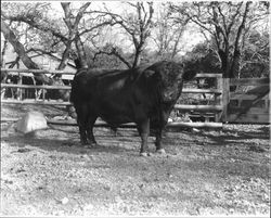 Bull and cattle on the Stephens Ranch, Santa Rosa, California, March 19, 1973