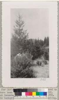 Douglas fir "turn-up" tree. Treehaven. Cut December 1949, photo August 2, 1950. A second leafing out this year. The uncut tree in background from 1941 or 1942 planting. Metcalf