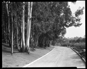 Driveway, Doheny Ranch, near Doheny Road, Beverly Hills, Calif., ca. 1915-1930s?