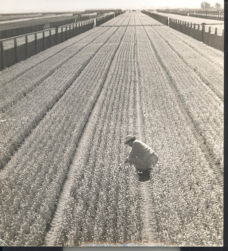 Guayule field, Williams Road, Salinas,California, Ph 435, Neg. 435, ©1940s John Steinbeck Library