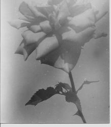 Single rose on a stem, about 1931