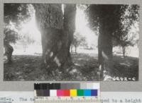 The two Weyhe Ranch trees stripped to a height of 5.7 ft. on small one and 4.8 ft. on larger one yielded 140 lbs. of cork for the two trees. The large tree was not easy to strip. September 1940. Metcalf