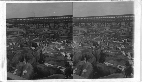 Fat and Fresh from the Western Range, Cattle in the Great Union Stockyards Chicago, U.S.A