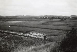 Ricefields at harvest time, in Madagascar